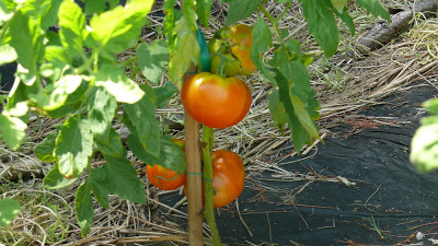IStacy’s Garden Log